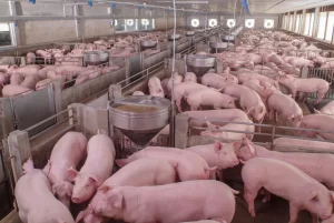pig farm gettyimages 1068384316